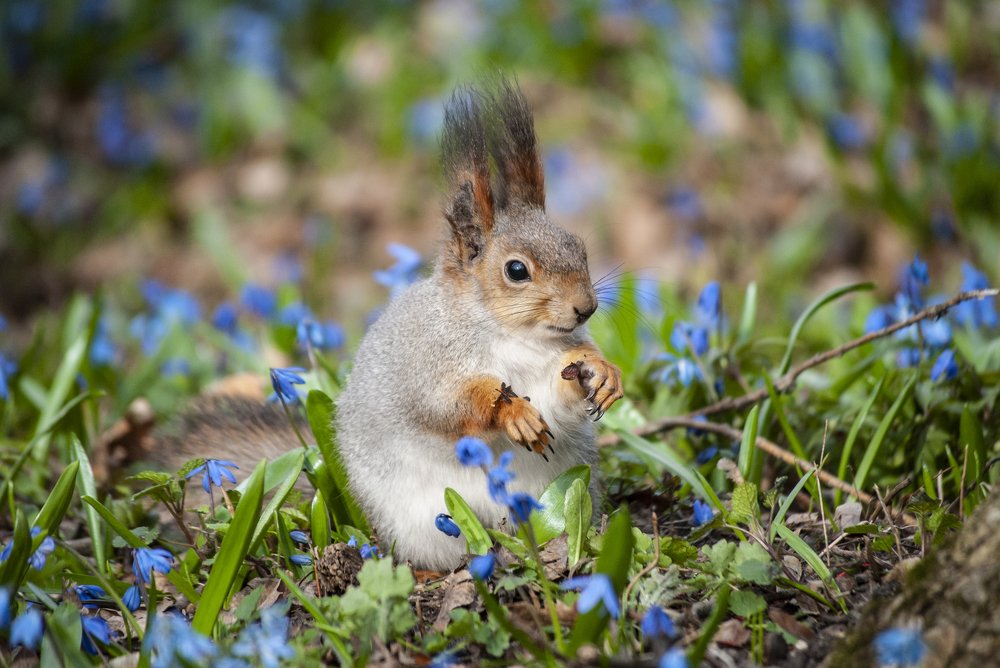белка в весеннем лесу