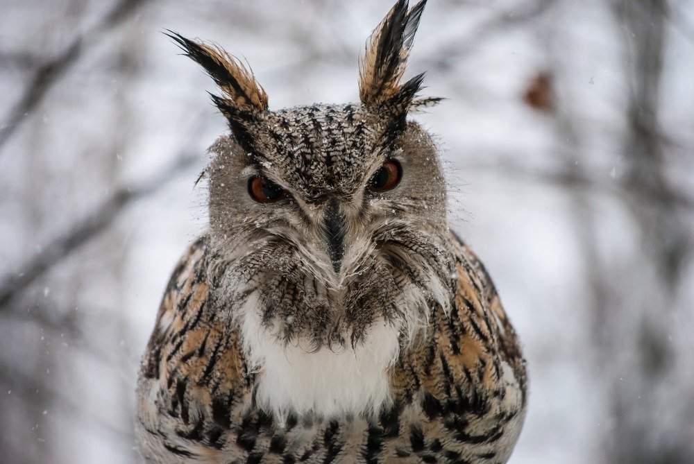 филин в зимнем лесу