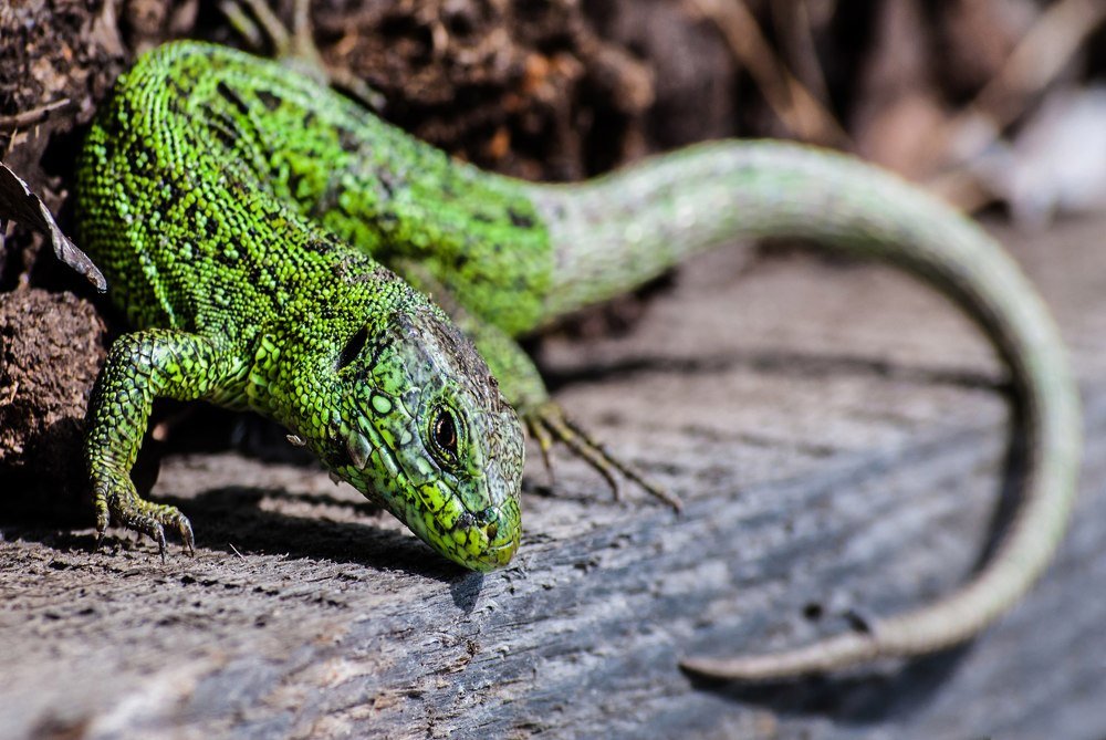 зеленый ящер грелся в лучах летнего солнца