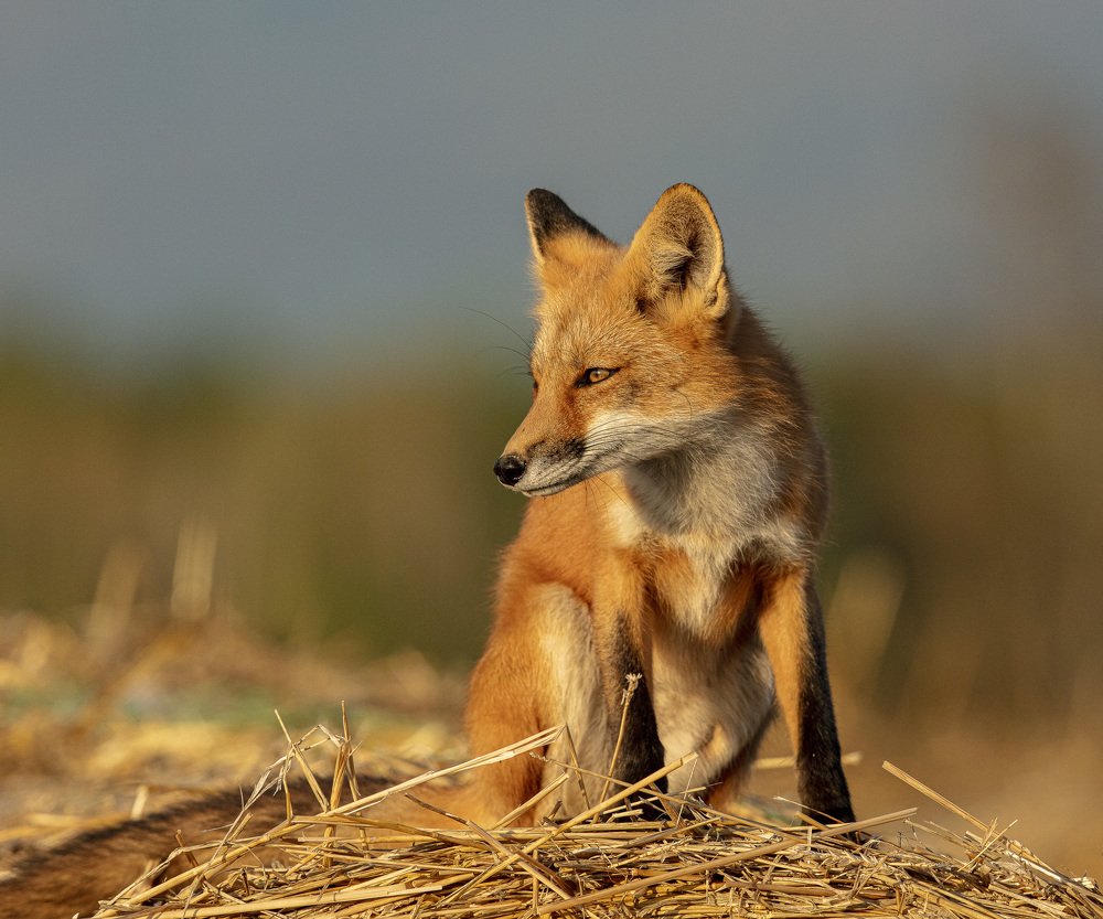 Young Fox