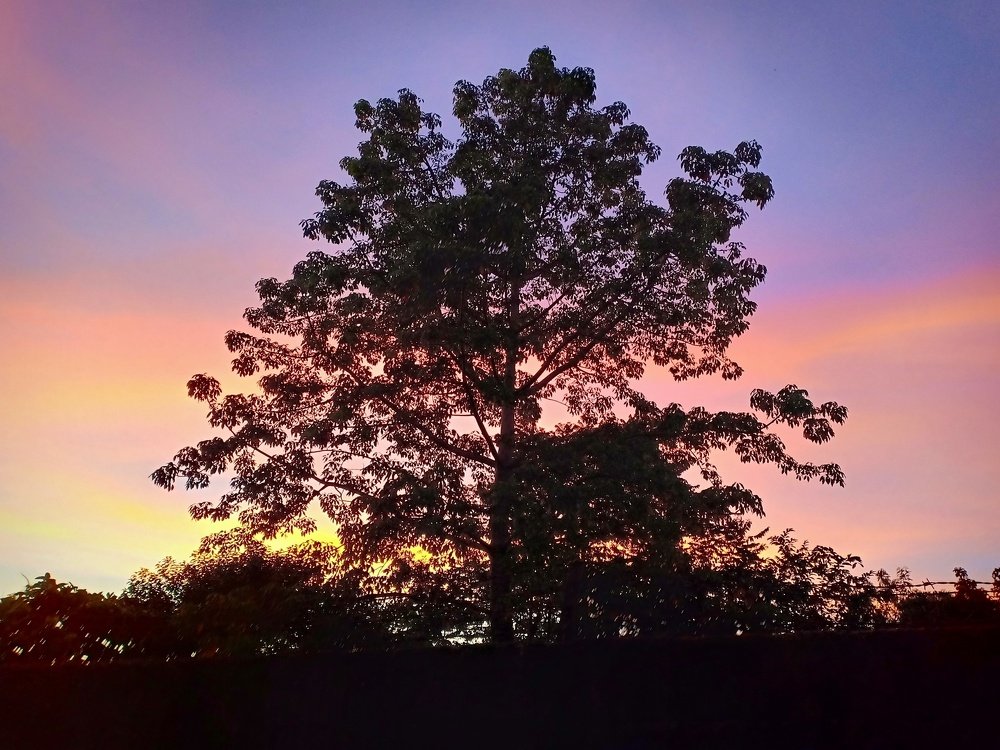 The Tree and the Beauty of the Afternoon Sky