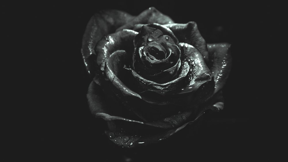 Роза в черно белом представлении
