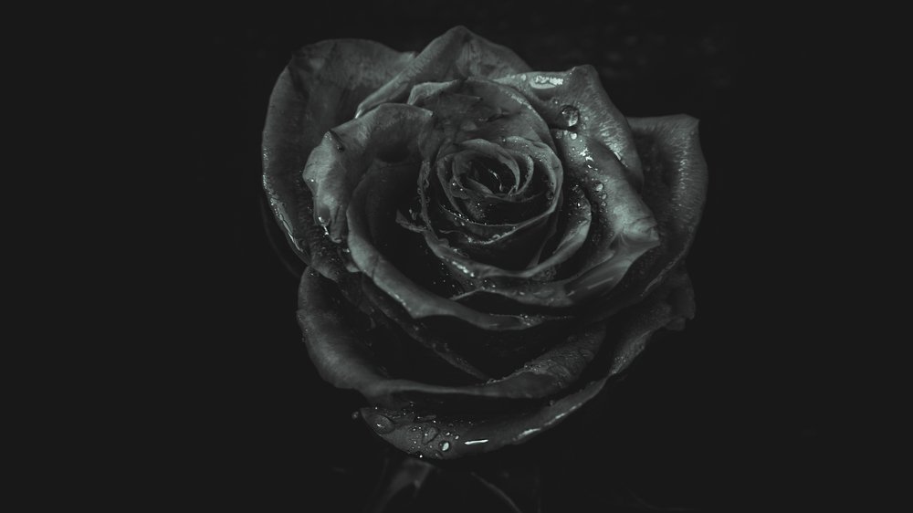 Роза в черно белом представлении