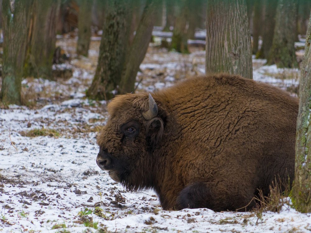 Photograph by Наталья Лягина