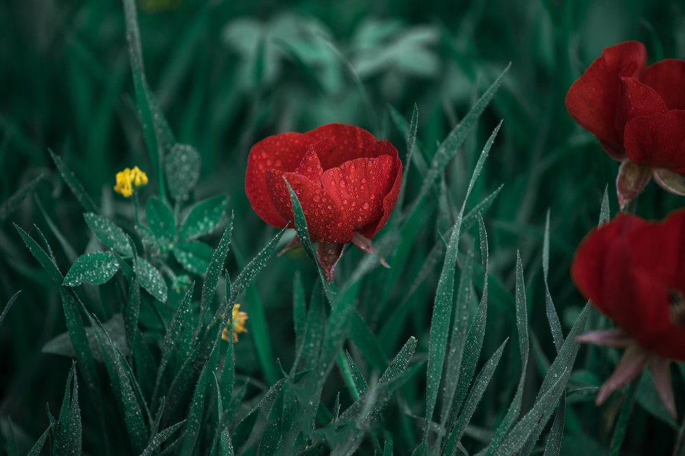 Photograph by Алекс Гейнер