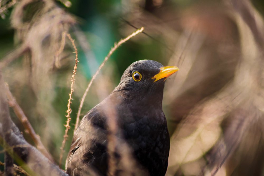 Photograph by Игорь Сидун