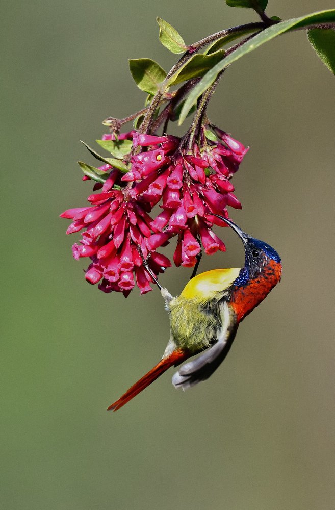 Fire tailed sunbird