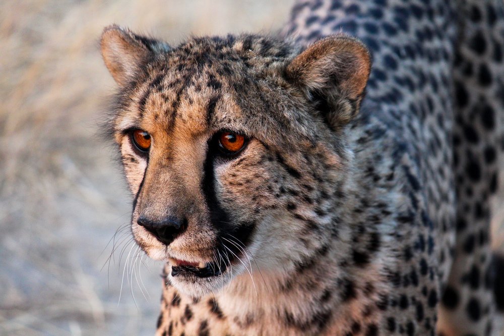 Photograph by Monique De witt