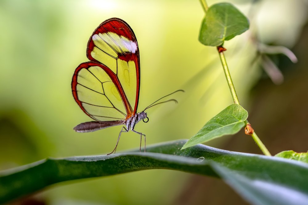 Glasswing