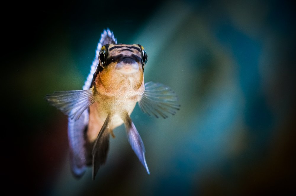 Photograph by Ясинский Юрий