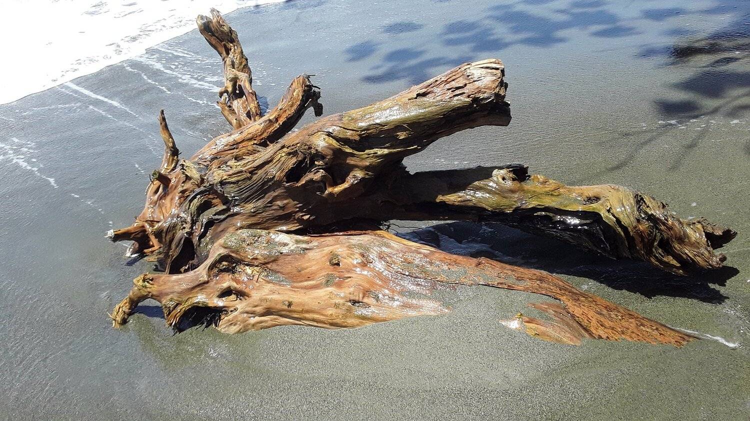Sea Log