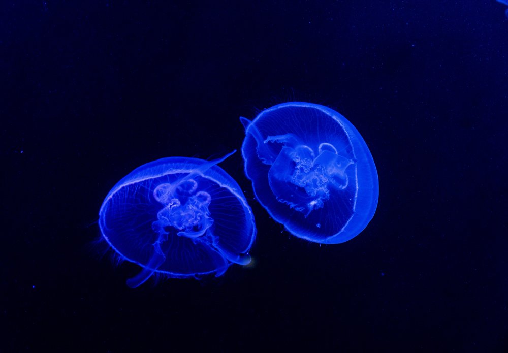 Photograph by Меркулова Наталья Геннадьевна