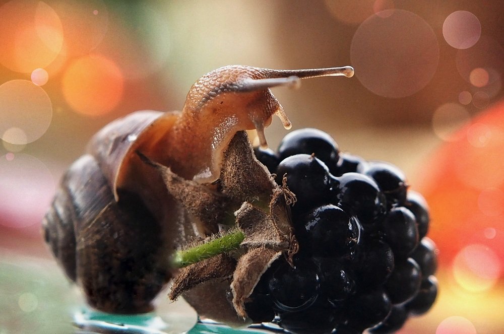 Путешествие по ягодной стране