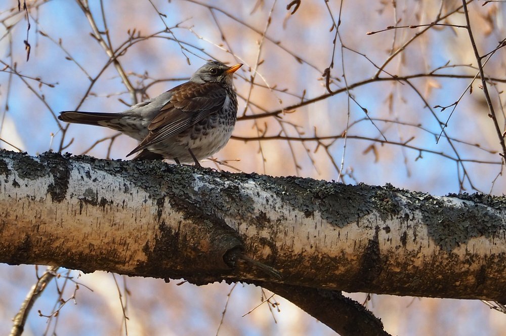 Photograph by Ирина