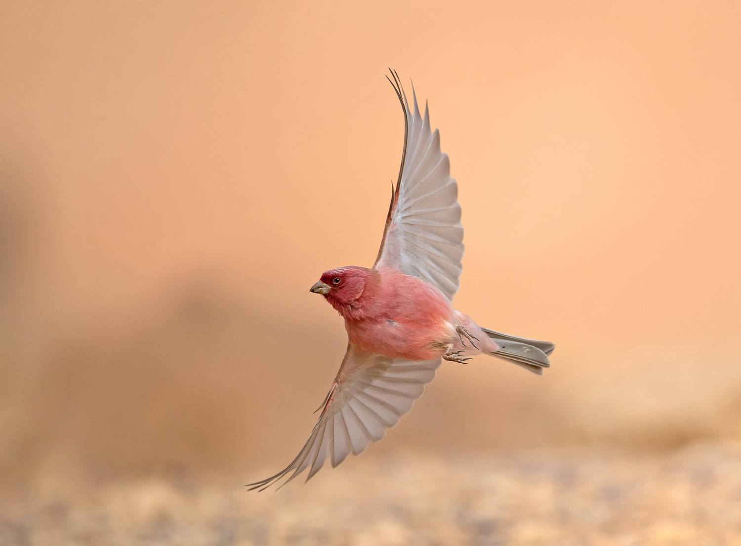 Sinai Red-finch