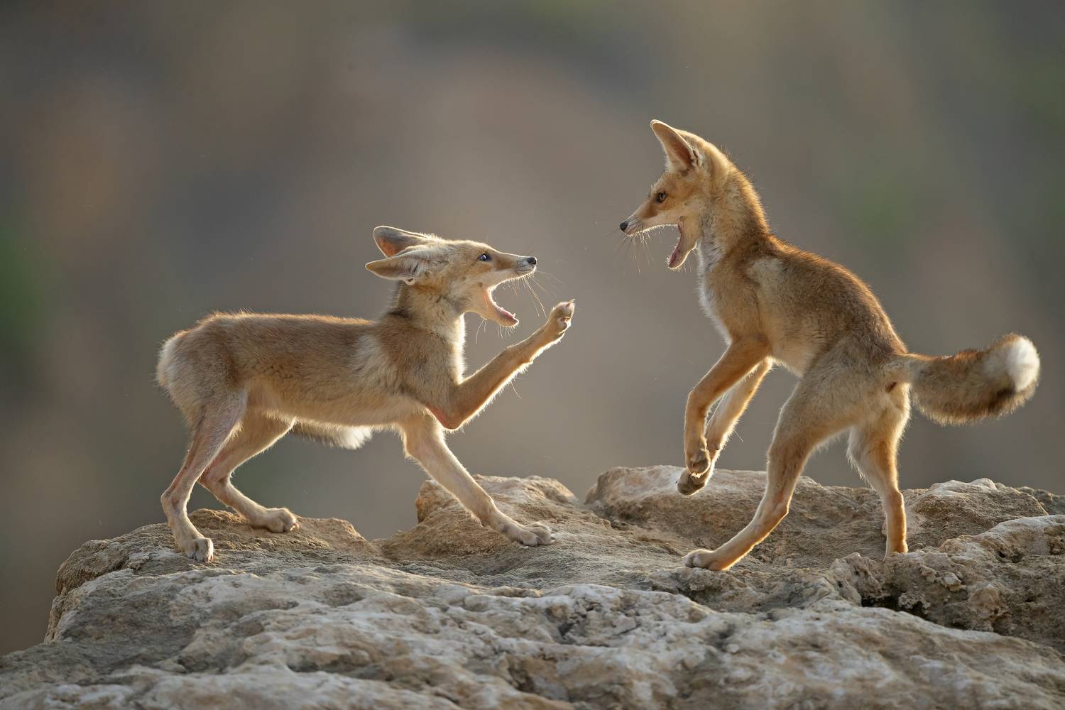 Dance of Foxes