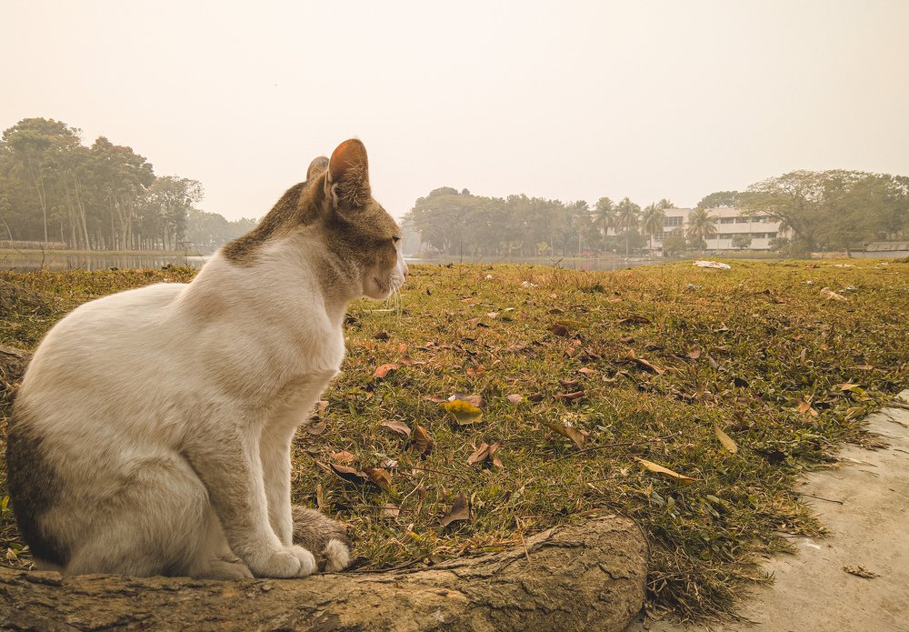 Фотография автора মাহির আনজুম