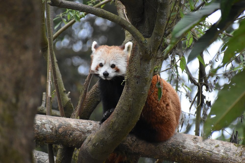 Photograph by Subrata Das