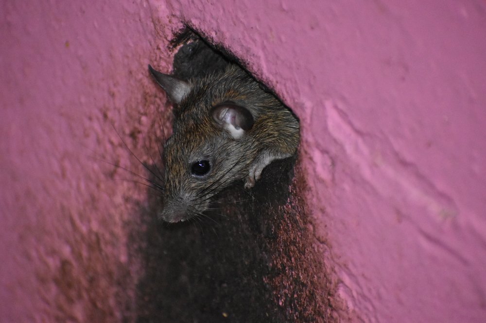 Photograph by Subrata Das