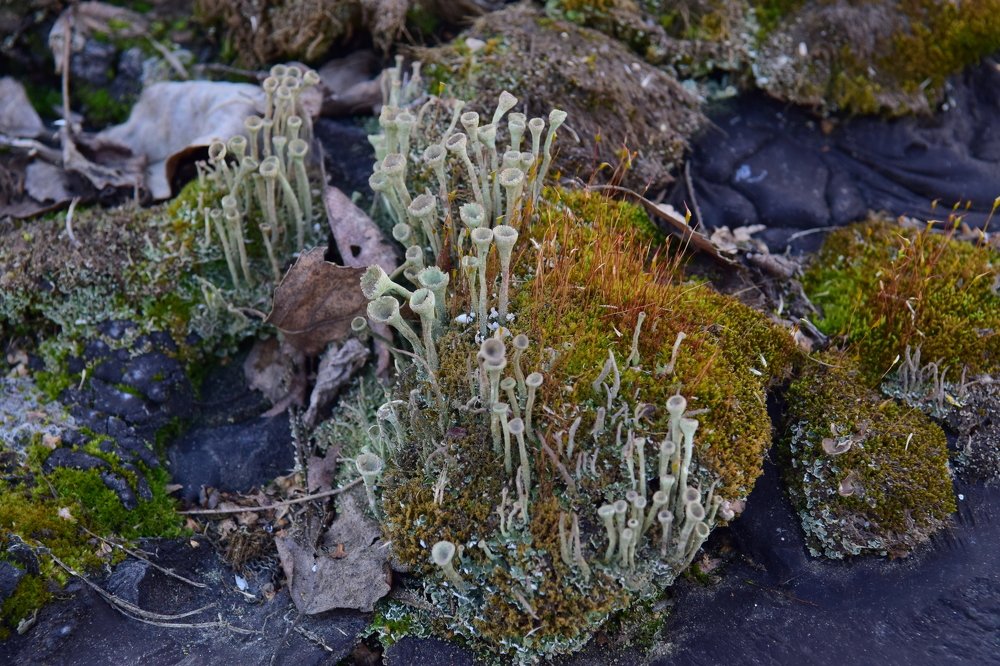 Photograph by Александр Тарасов