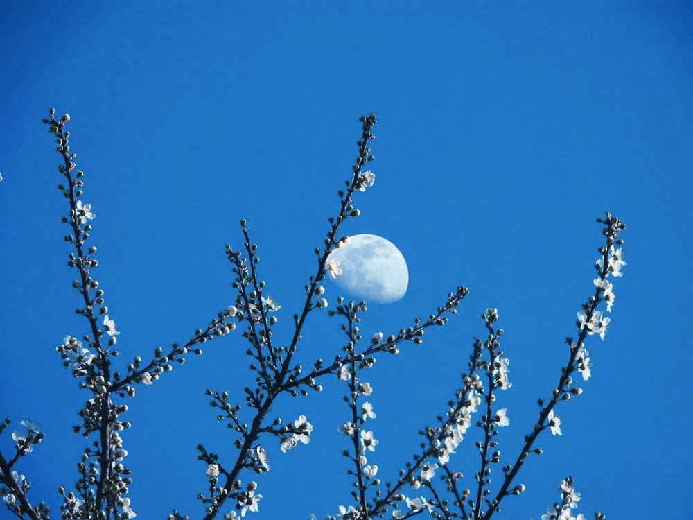 Photograph by oliko barbakadze