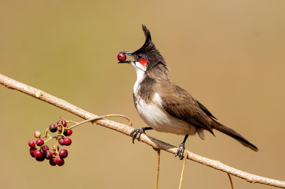 Фотография автора Sanjay Shukla