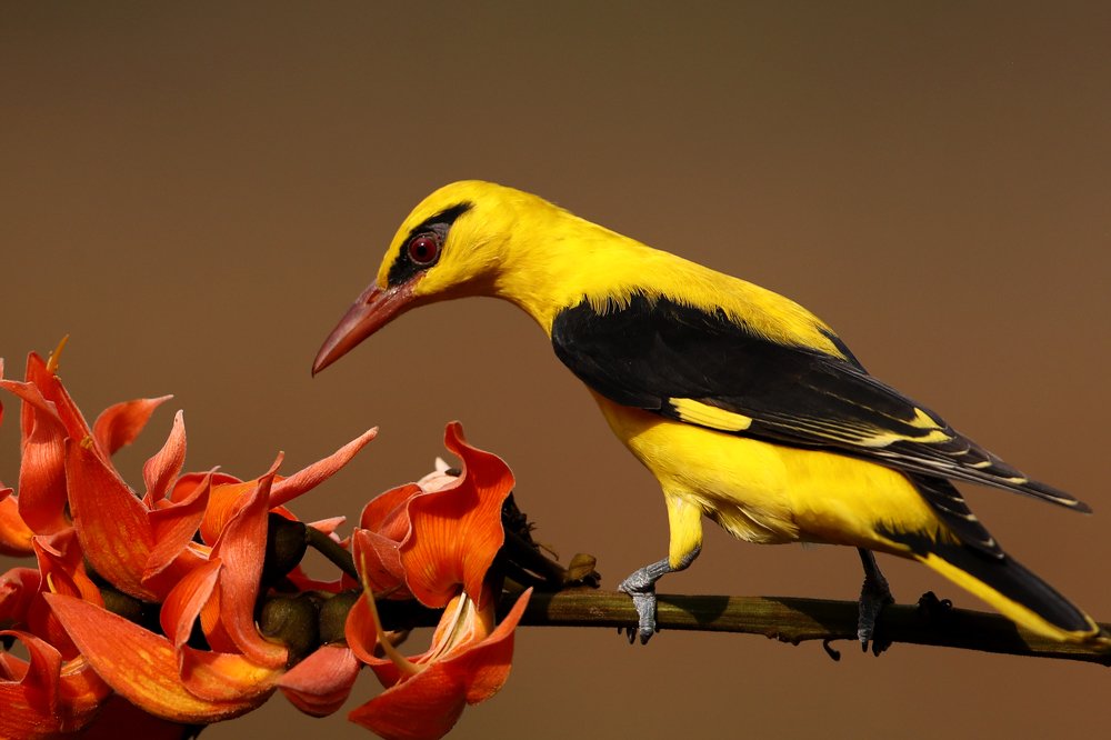 Фотография автора Sanjay Shukla