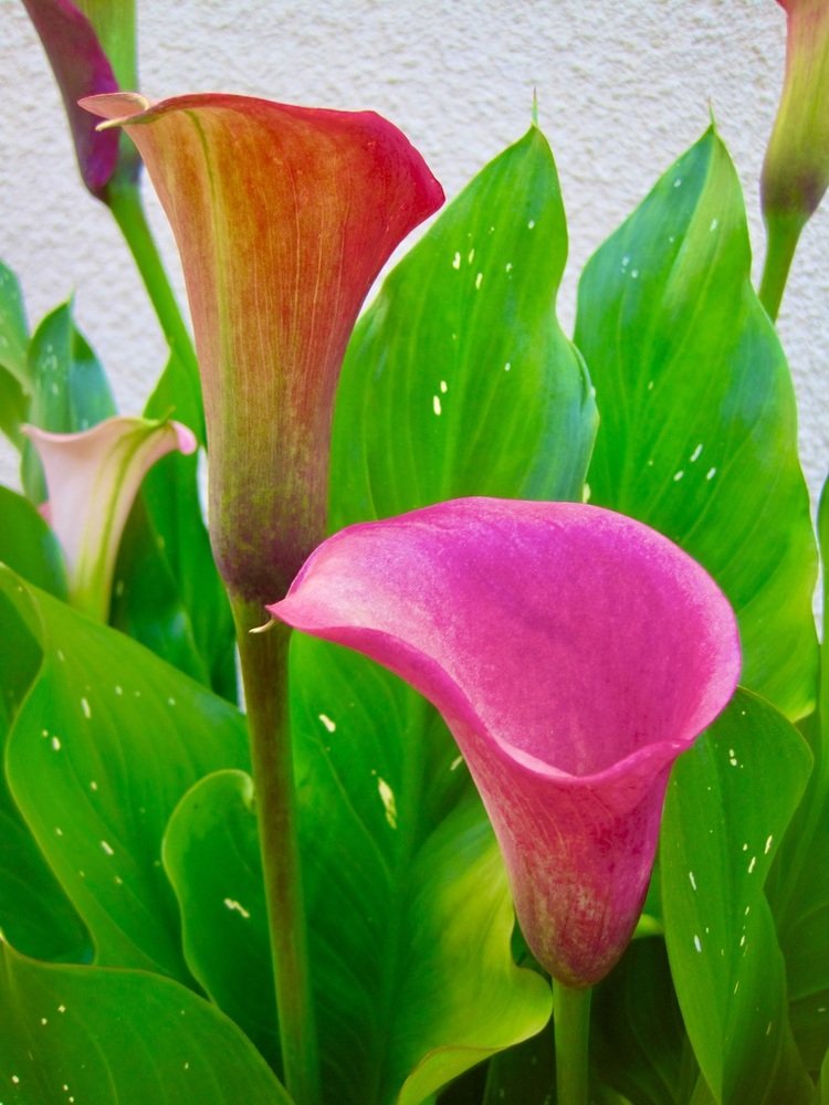 Photograph by Albert Russo