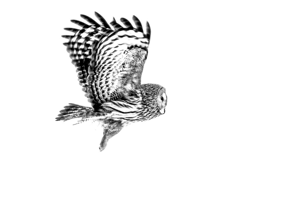 Photograph by Александр Кривошапкин