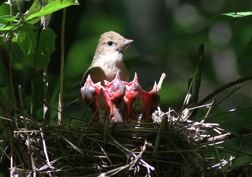 Родительские хлопоты