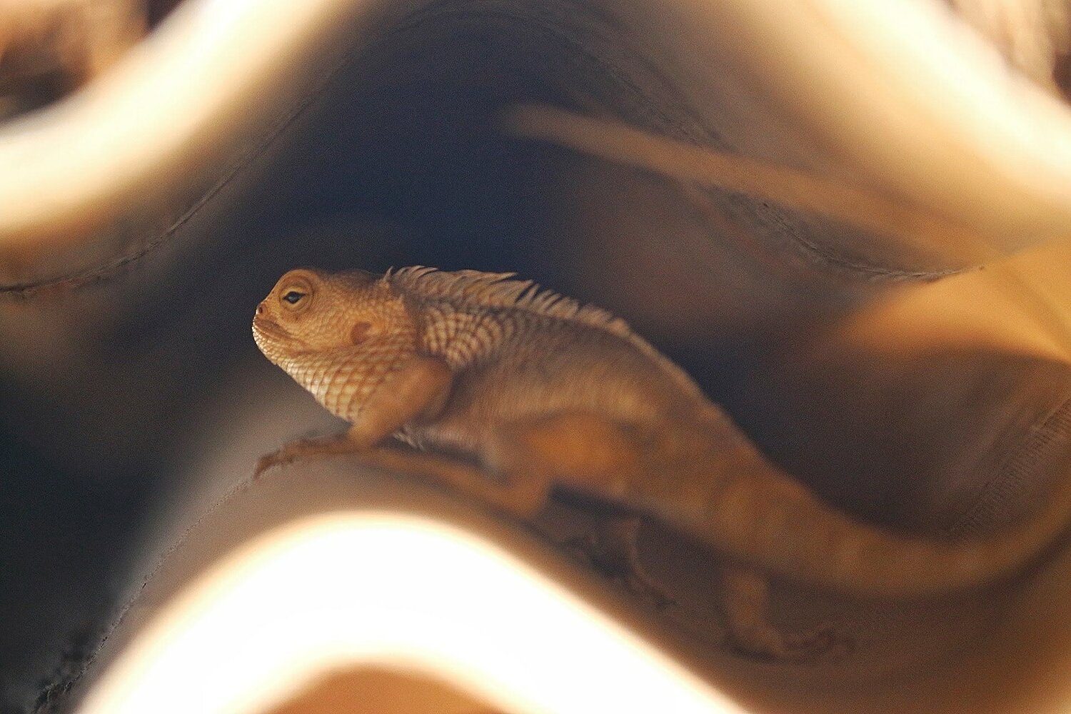 Lizard
