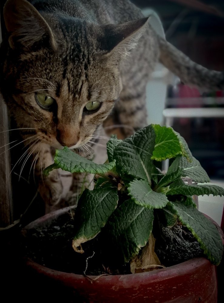 El Eco de la Naturaleza