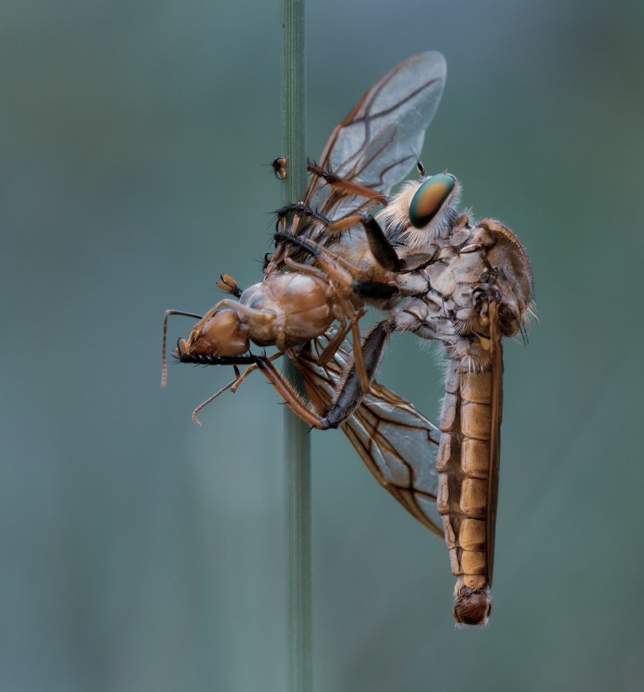 RobberFly with prey