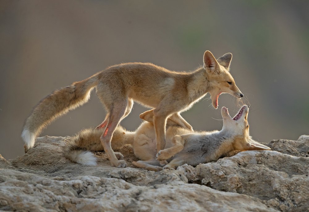 Photograph by Shlomo Waldmann