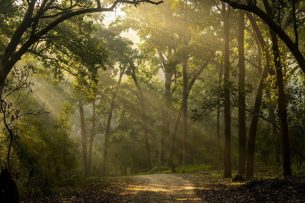 Golden hour with Golden Rays!