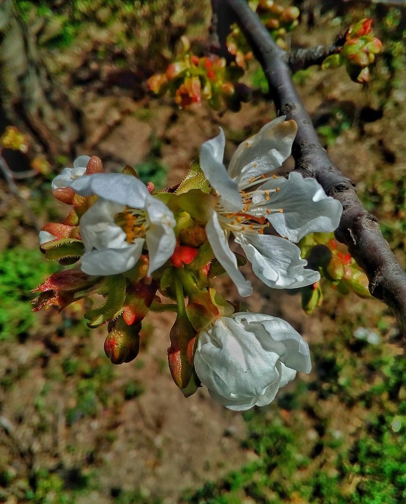 Photograph by Dragoslav Macanovic