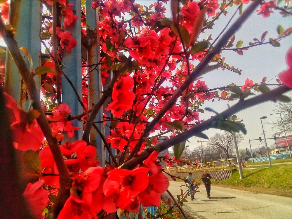 Photograph by Dragoslav Macanovic