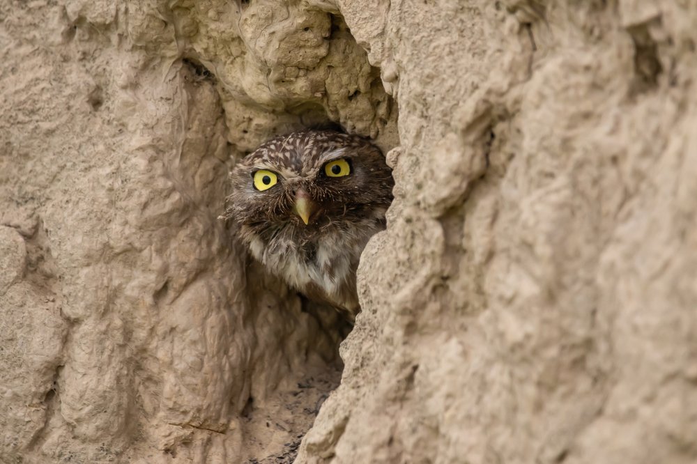 Photograph by Nikolay Stoyanov