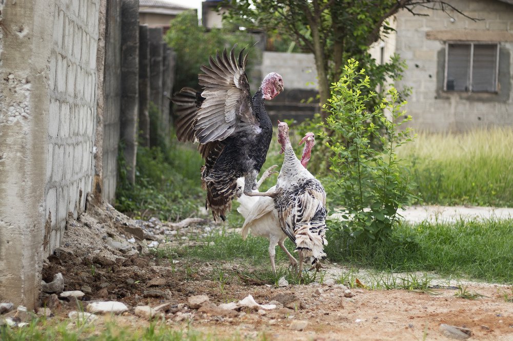 Photograph by Ogundele Ayorinde