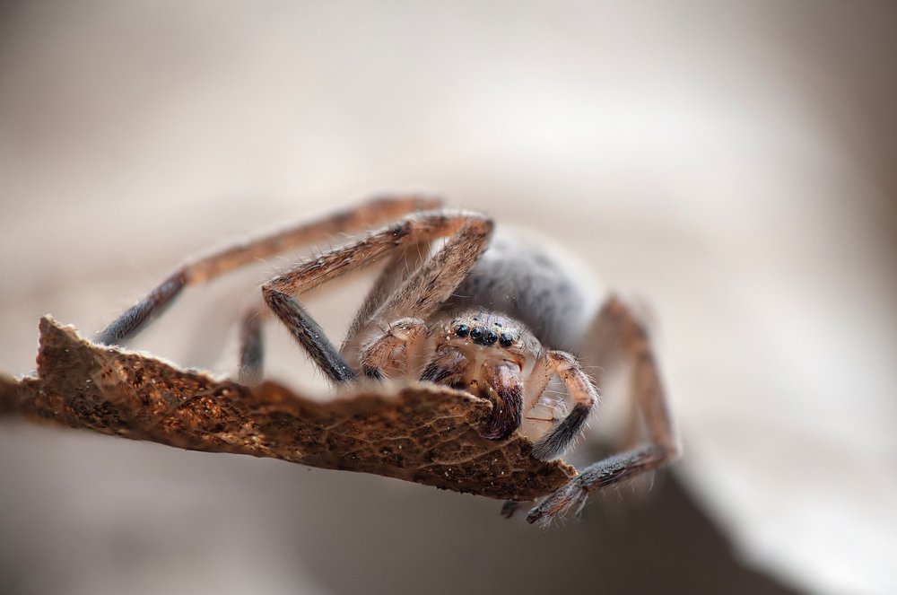 Photograph by Noa Táboas