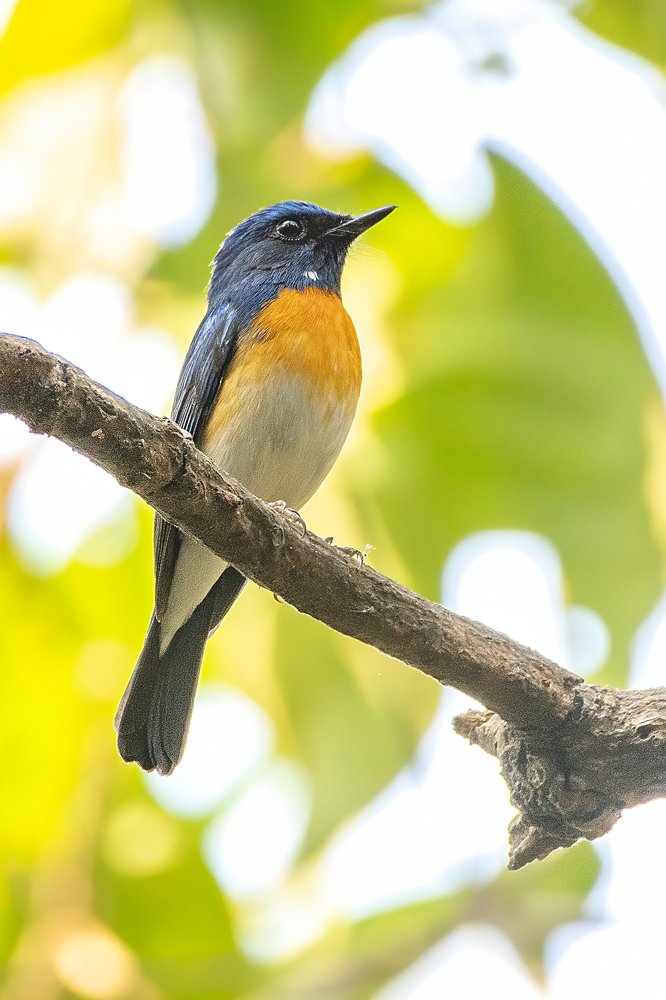 Photograph by anindya chakrabarti