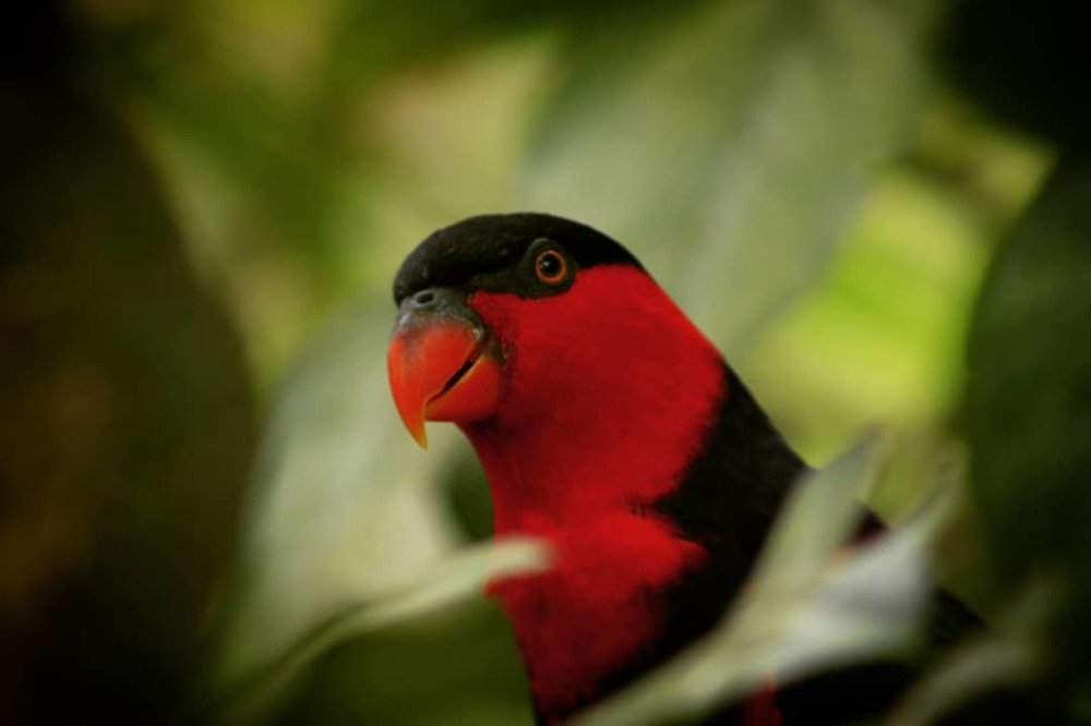 Photograph by Deden Maqsudi