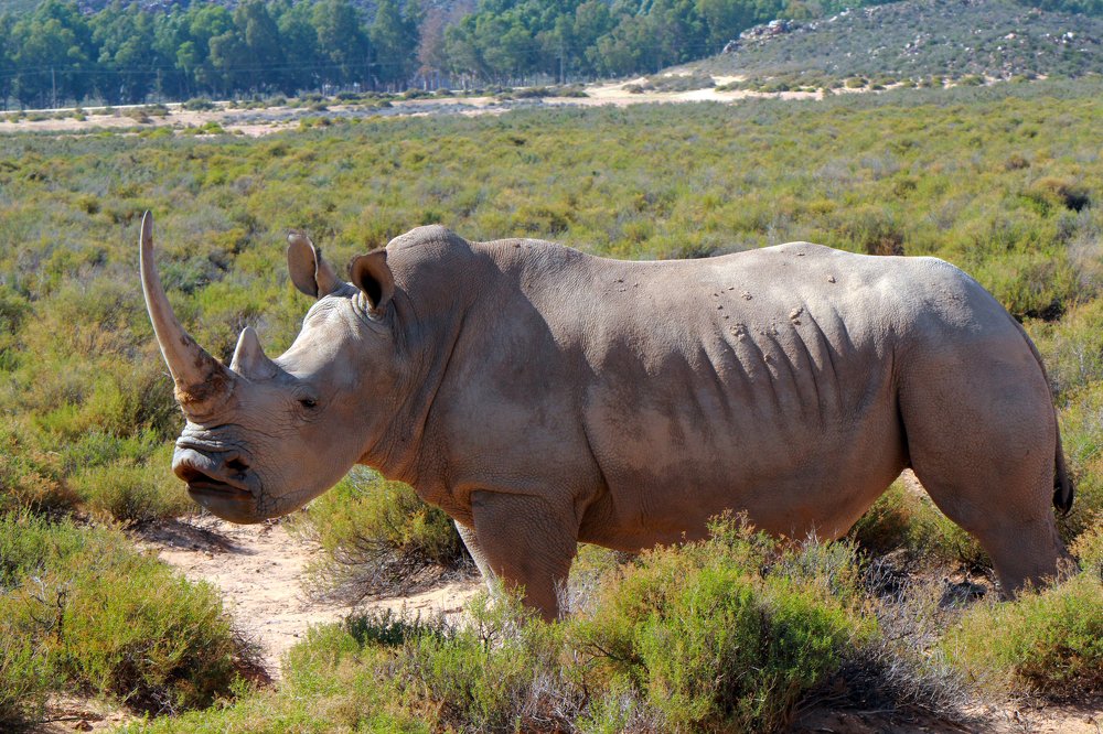 Saving Rhino