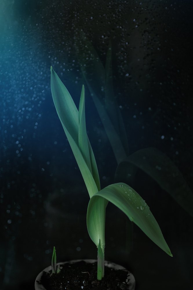 Photograph by Анна Шувалова