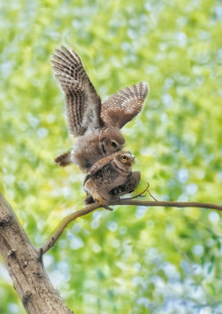 Photograph by Suvodeep ROY