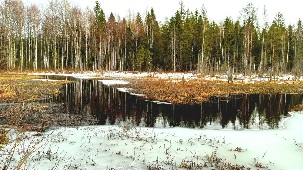 Лесное озеро