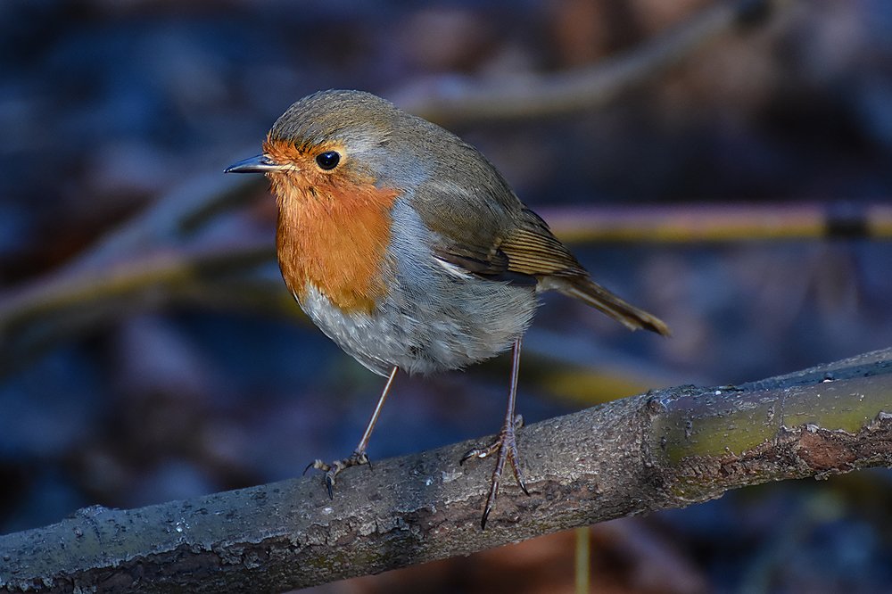 Photograph by Сергей Духанин