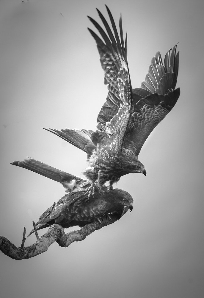 Фотография автора Maurice Leung