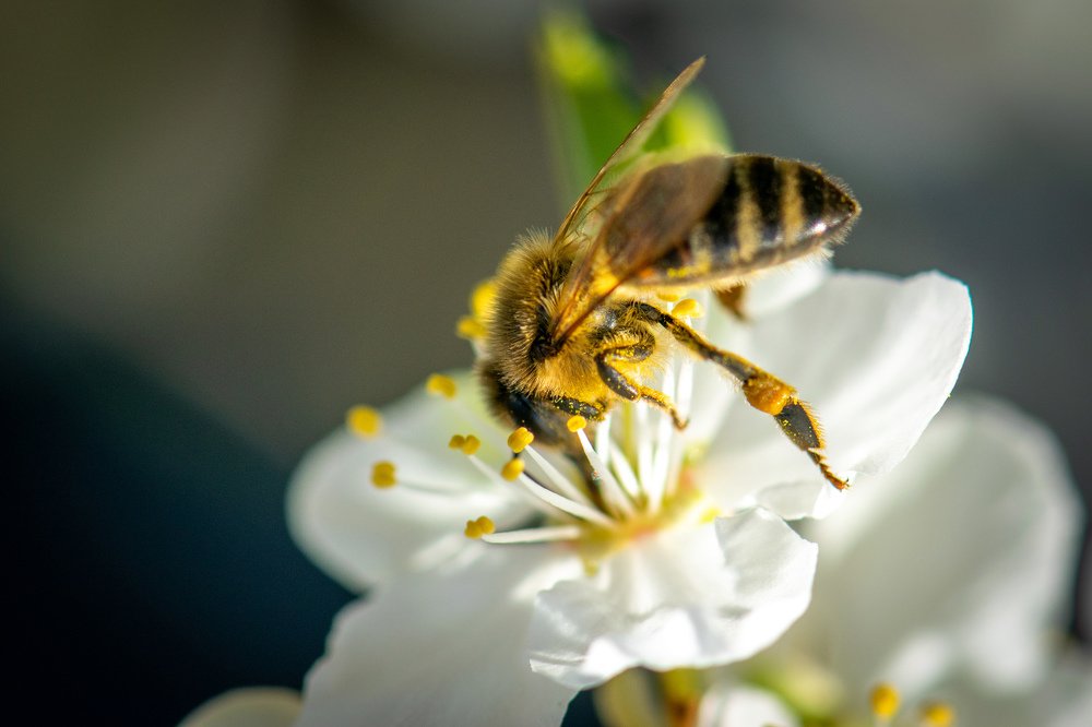 Photograph by Cosma Laura