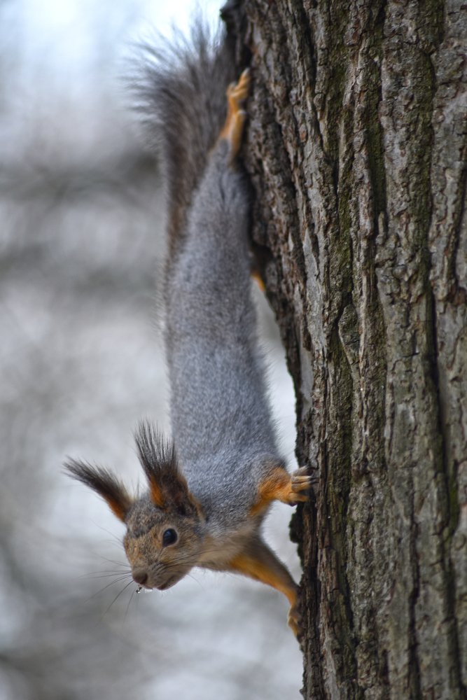 Фотография автора Коротков Алексей